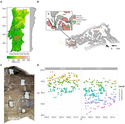 Alternating carnivore and Neanderthal activities at Escoural Cave: insights from the taphonomic and machine learning analysis of leporid remains